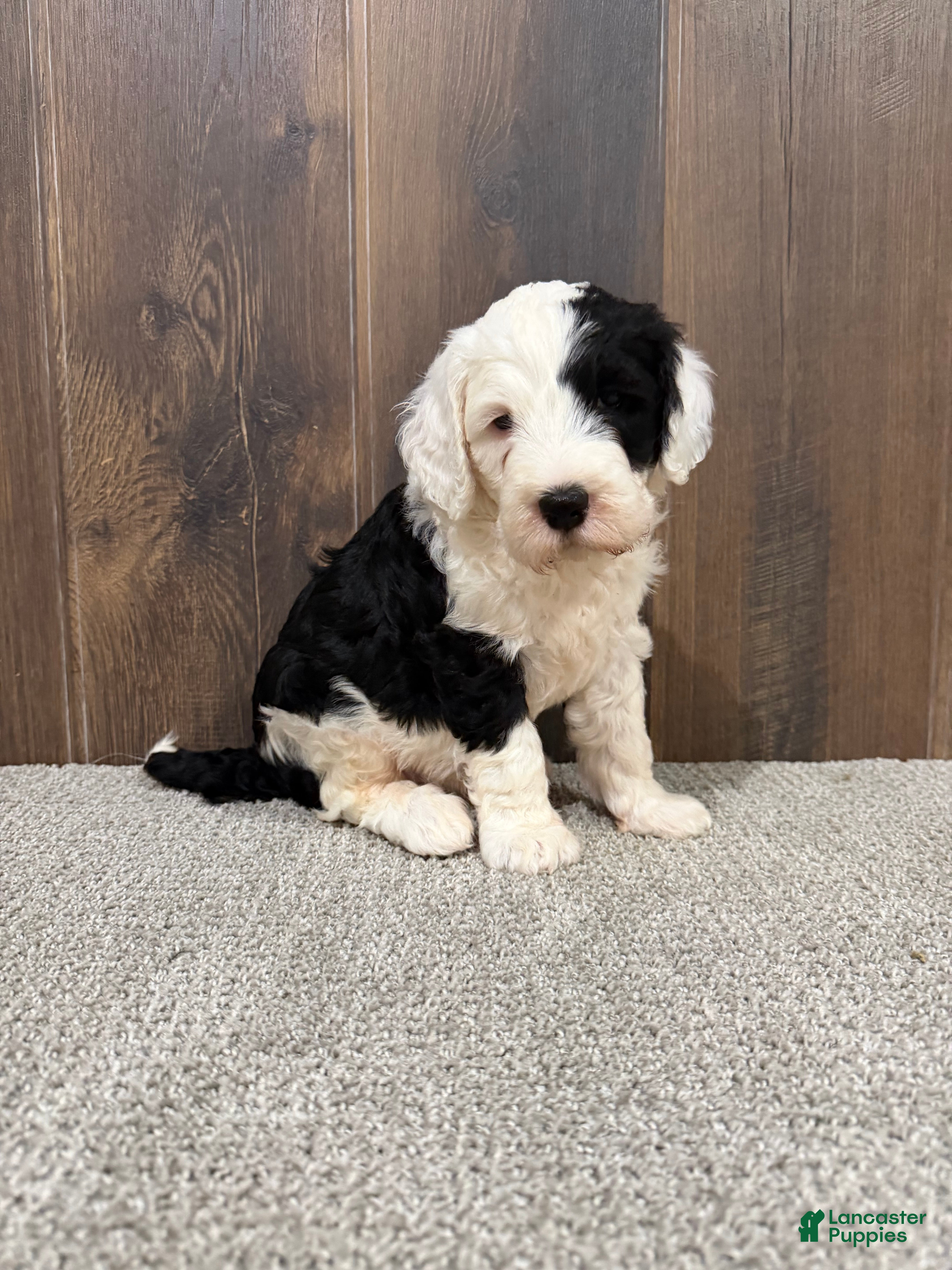 Sheepadoodle dogs Cami - Ad 2