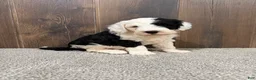 Sheepadoodle dogs for sale: Cami - Ad 2
