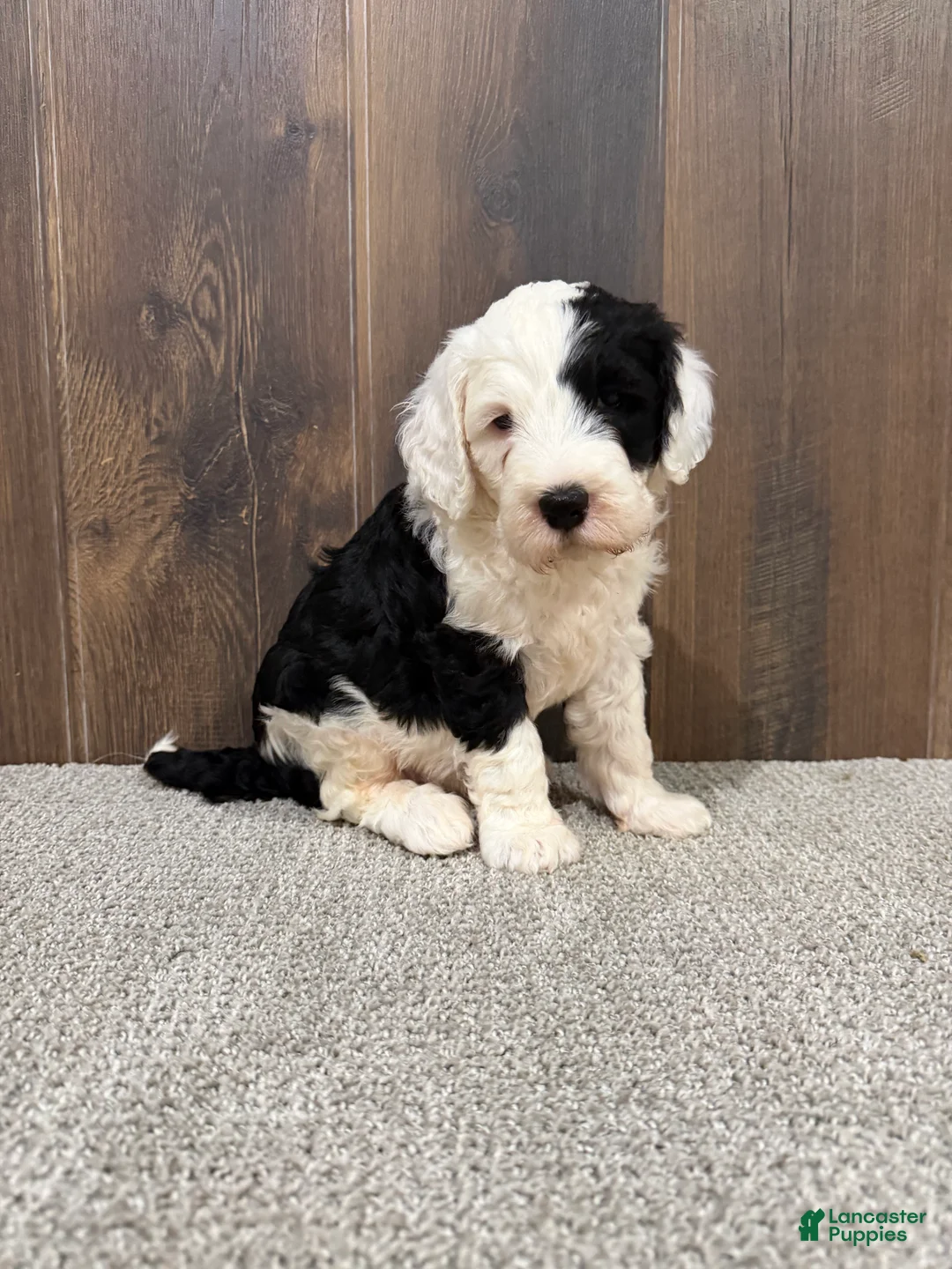 Sheepadoodle dogs for sale: Cami - Ad 2