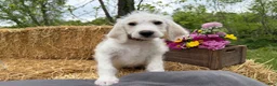 Labradoodle dogs for sale: Cedar (Boy) - Ad 6