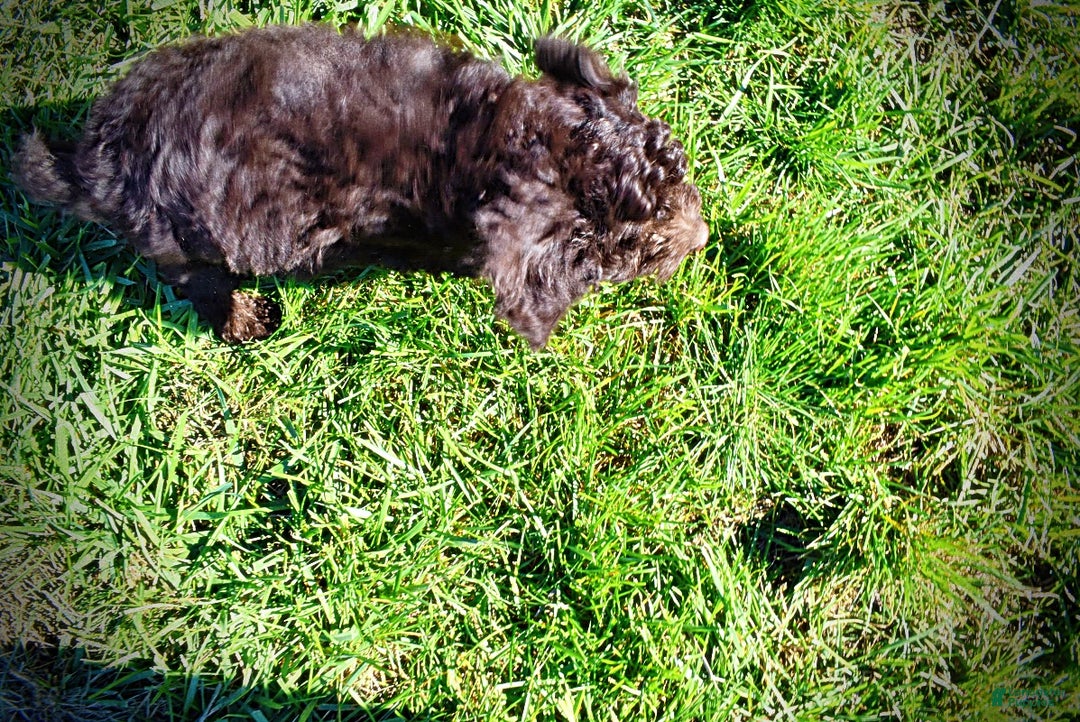 Havapoo dogs for sale: Iggy - Ad 6