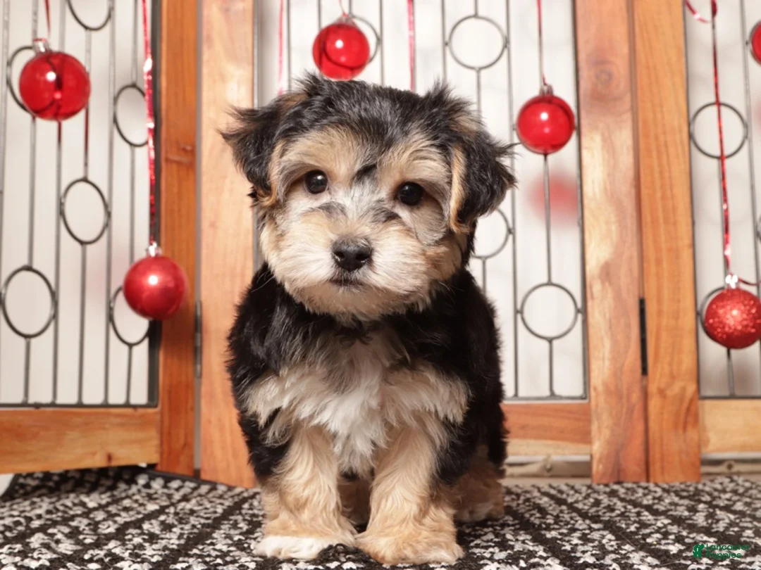 Yochon dogs for sale: Yogi - Ad 4