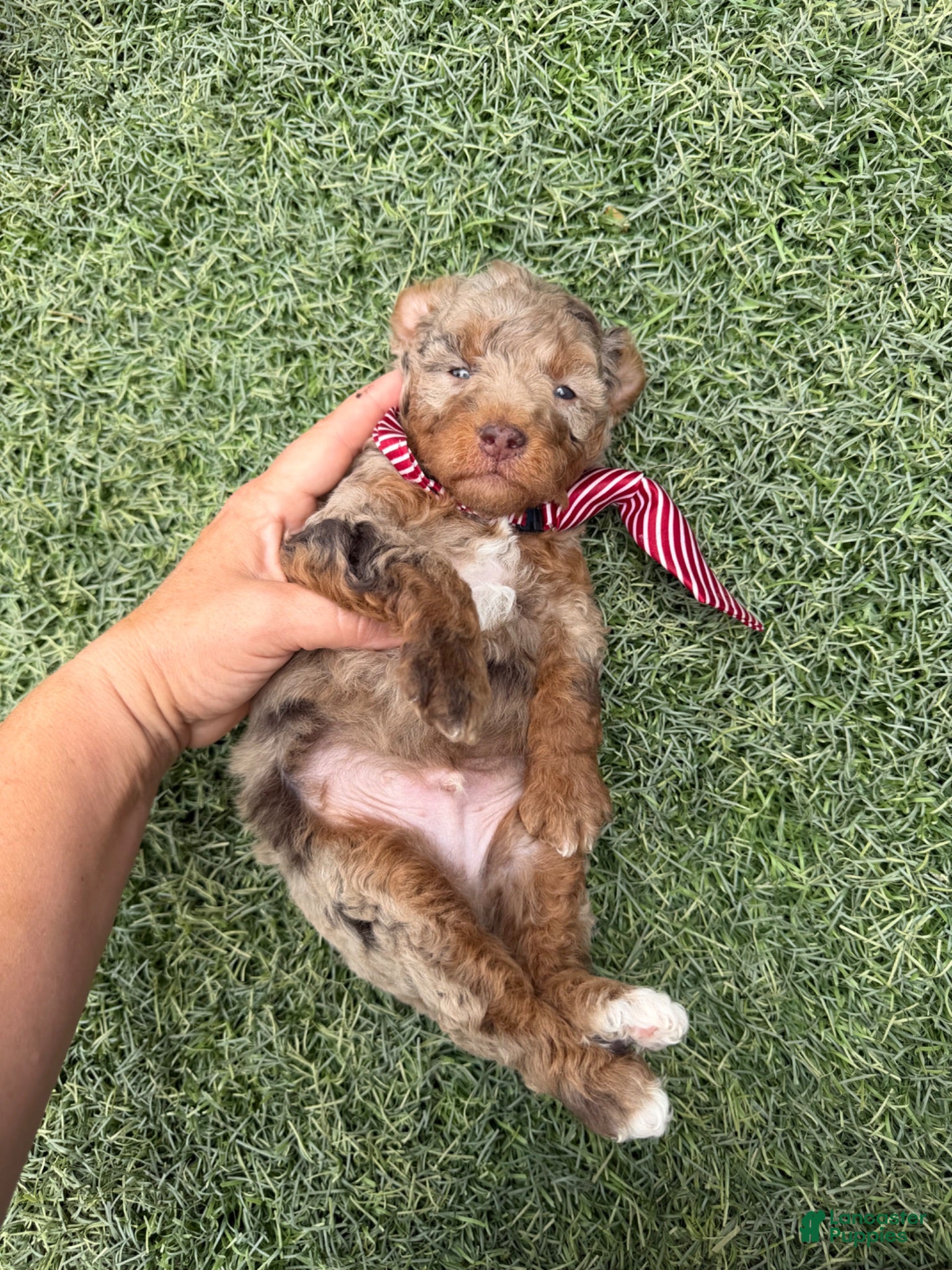 Miniature Poodle dogs Akc Choc Merle Phantom Red Tie - Ad 11