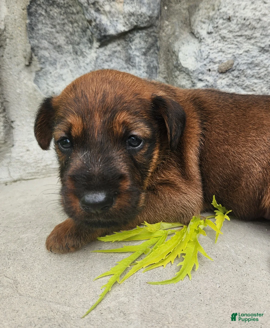 Irish Terrier dogs for sale: Roo - Ad 1