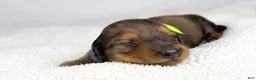 Miniature Dachshund dogs for sale: Peanuts - Ad 3
