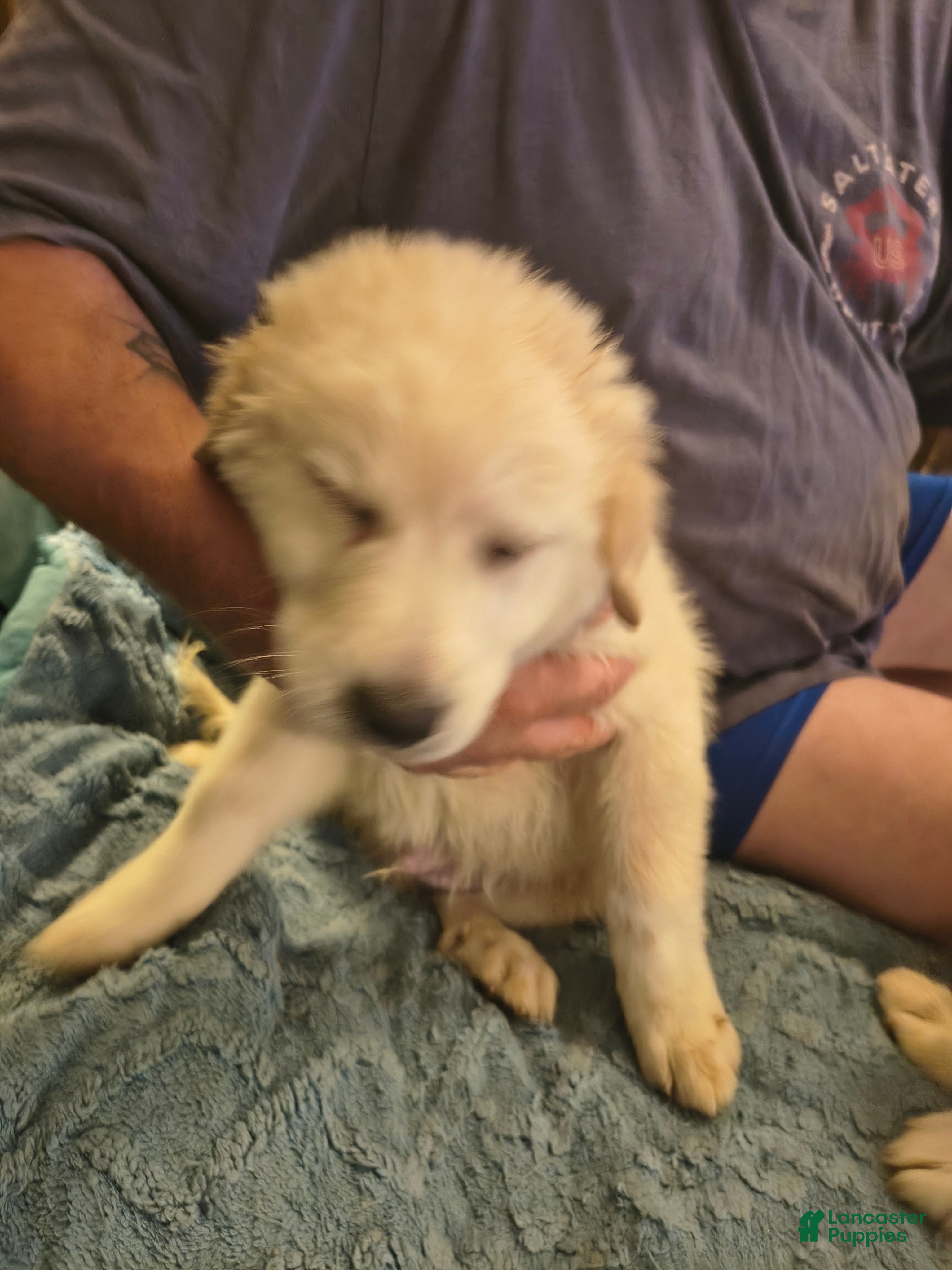 Great Pyrenees dogs Great Pyrenees 4 - Ad 1