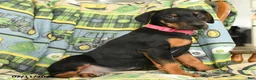Doberman Pinscher dogs for sale: Gator - Ad 2