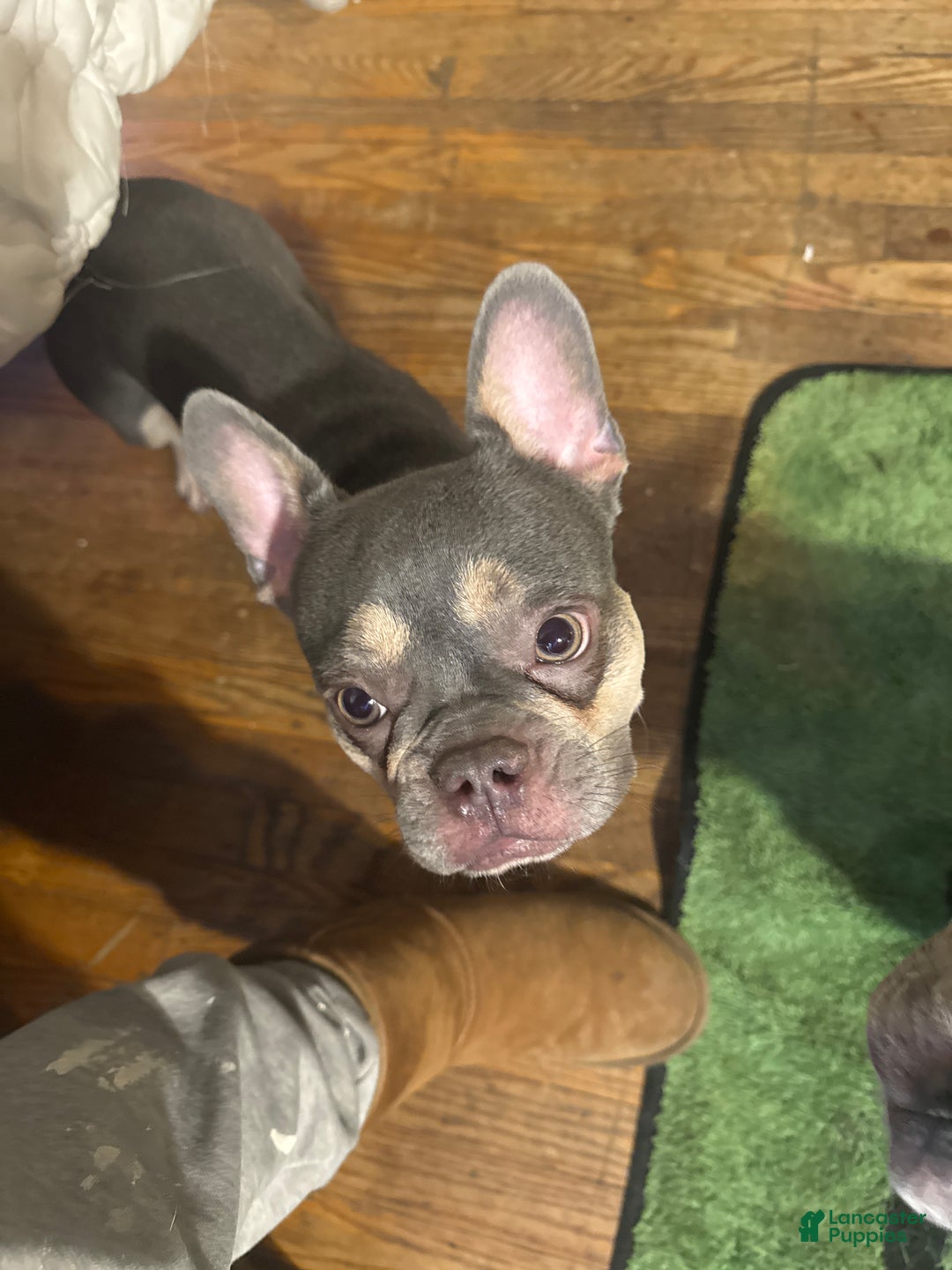 French Bulldog dogs for sale: Arthur - Ad 3