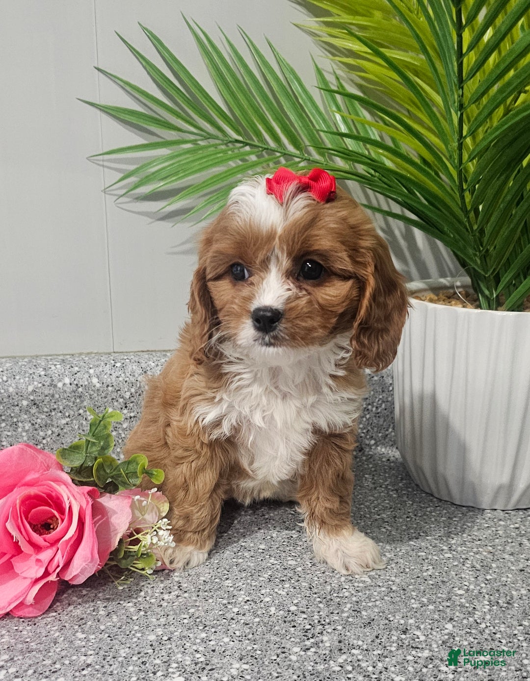 Cavapoo dogs for sale: Lil Shiloh  - Ad 21