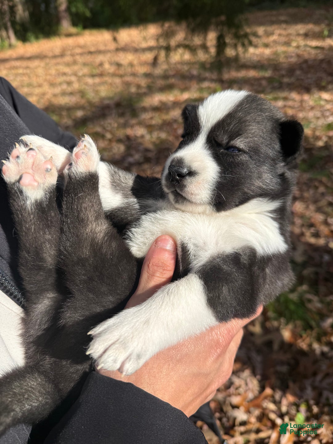 Siberian Husky dogs for sale: Florida Man - Ad 6
