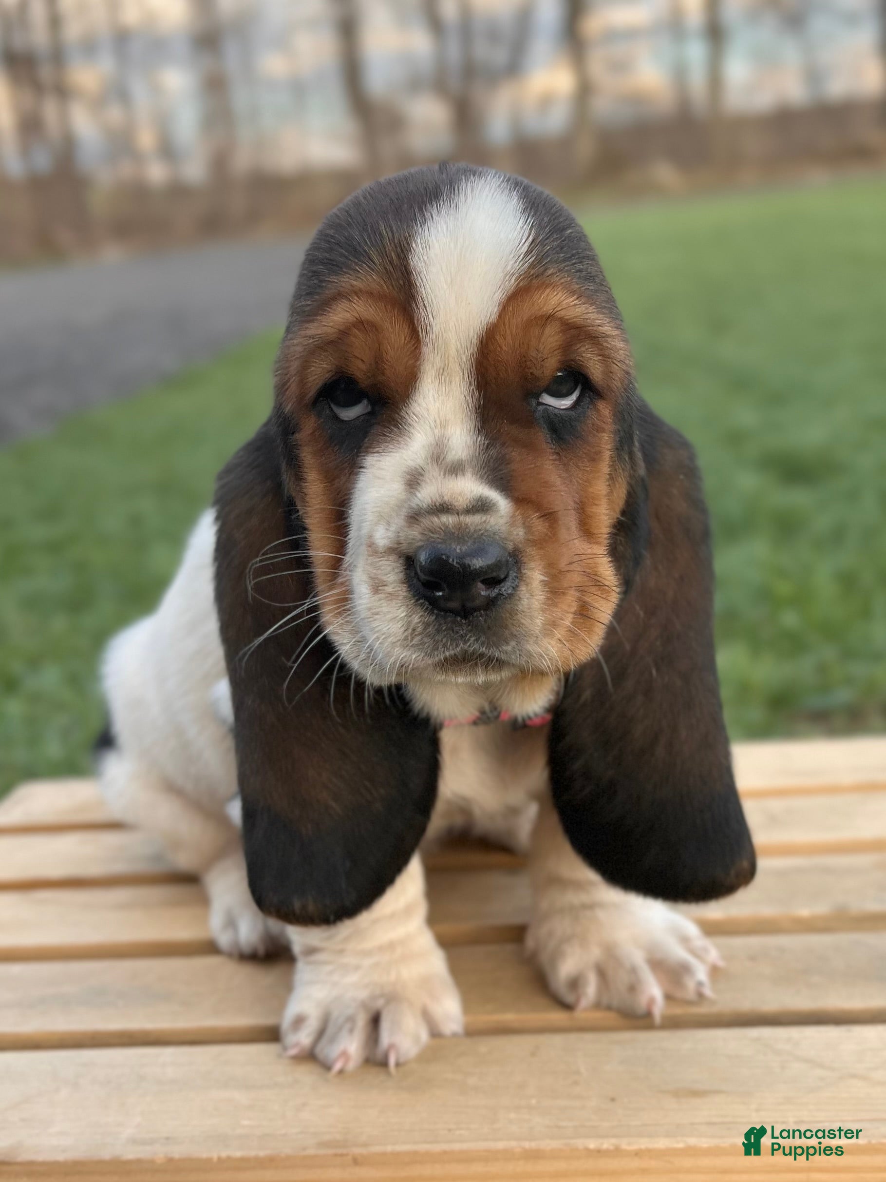 Basset Hound dogs Clara - Ad 1