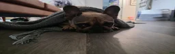 French Bulldog dogs for sale: Alfie - Ad 13