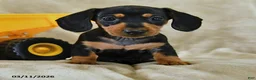 Dachshund dogs for sale: Petunia - Ad 2