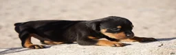 Rottweiler dogs for sale: Rott M3 - Ad 5