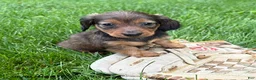 Dachshund dogs for sale: River - Ad 3