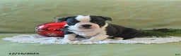 Boston Terrier dogs for sale: Jingles - Ad 14