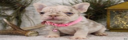 French Bulldog dogs for sale: Goldie - Ad 2