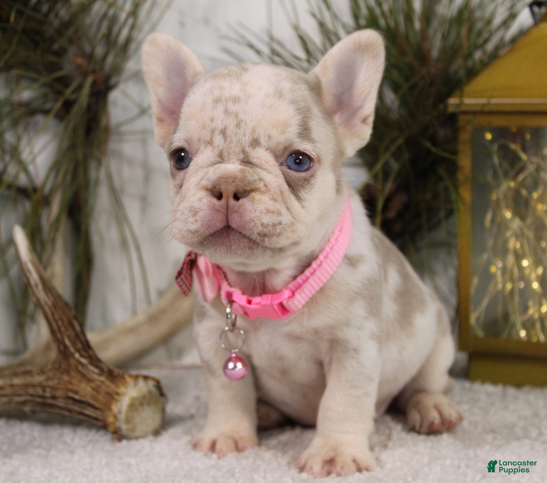 French Bulldog dogs for sale: Goldie - Ad 2