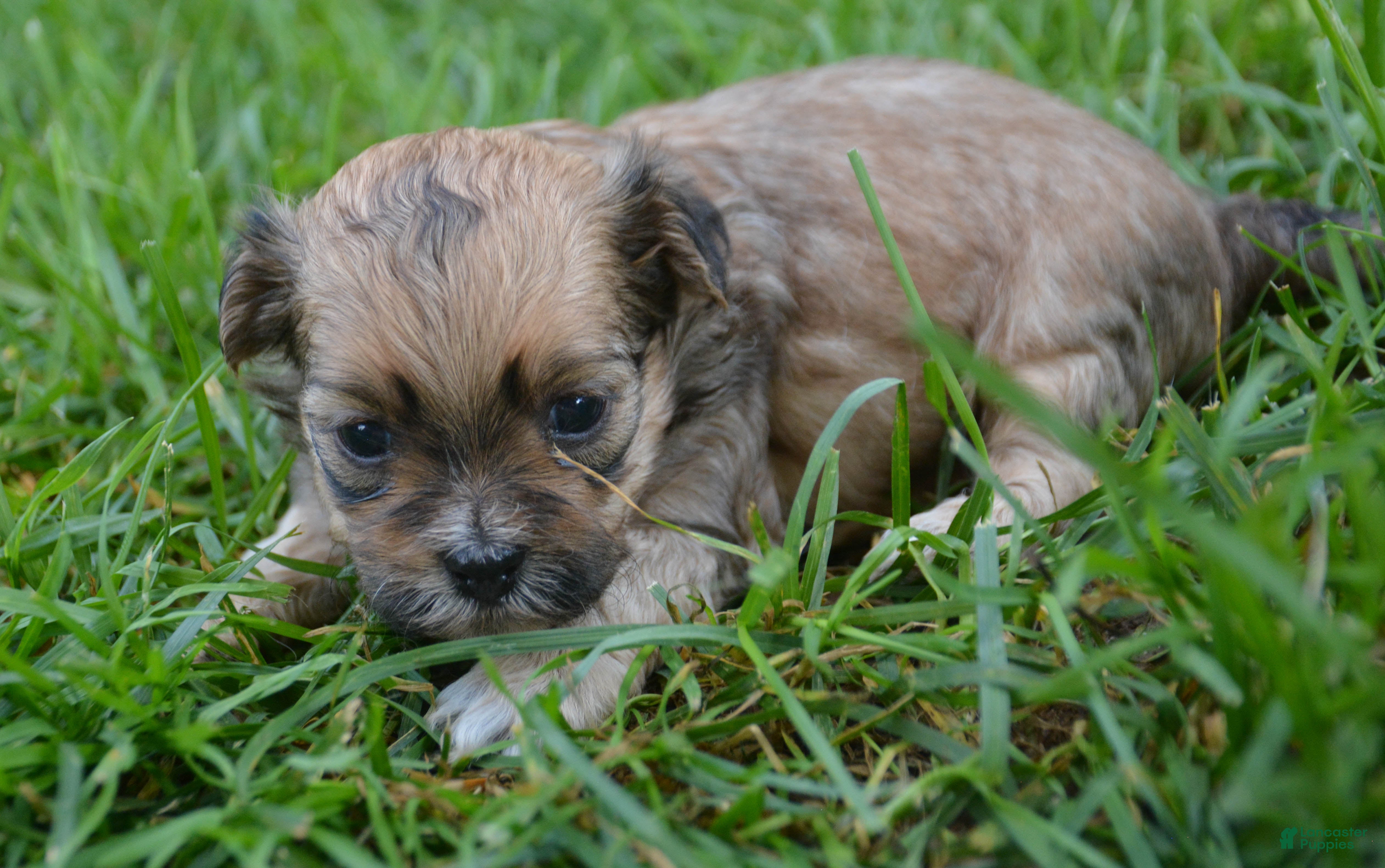 Shihpoo dogs Shani Shihpoo 5 - Ad 1