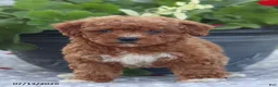 Miniature Poodle dogs for sale: Neva - Ad 5