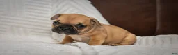 French Bulldog dogs for sale: Alexander - Ad 2