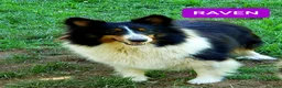 Shetland Sheepdog dogs for sale: Rover - Ad 5