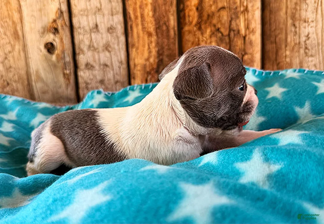 Frenchton dogs for sale: Blueberry - Ad 2