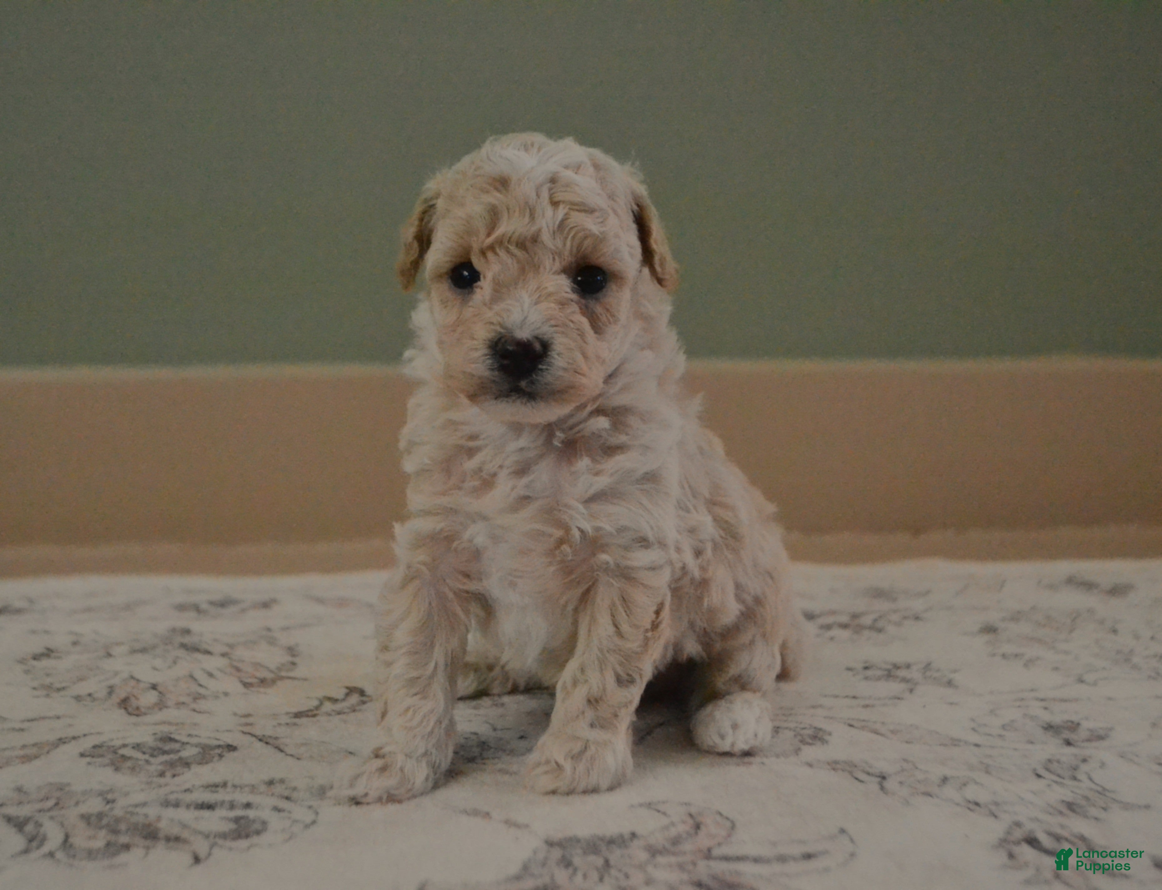 Maltipoo dogs Forrest - Ad 2