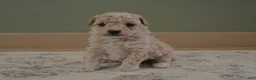 Maltipoo dogs for sale: Forrest - Ad 8
