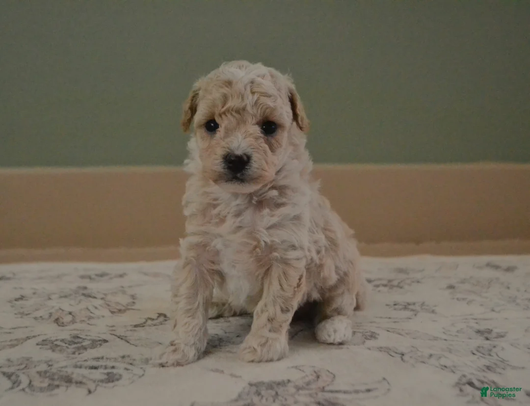 Maltipoo dogs for sale: Forrest - Ad 8