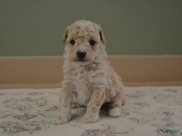 Maltipoo dogs for sale: Forrest - Ad 2
