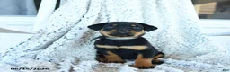 Rottweiler dogs for sale: Ruby - Ad 2