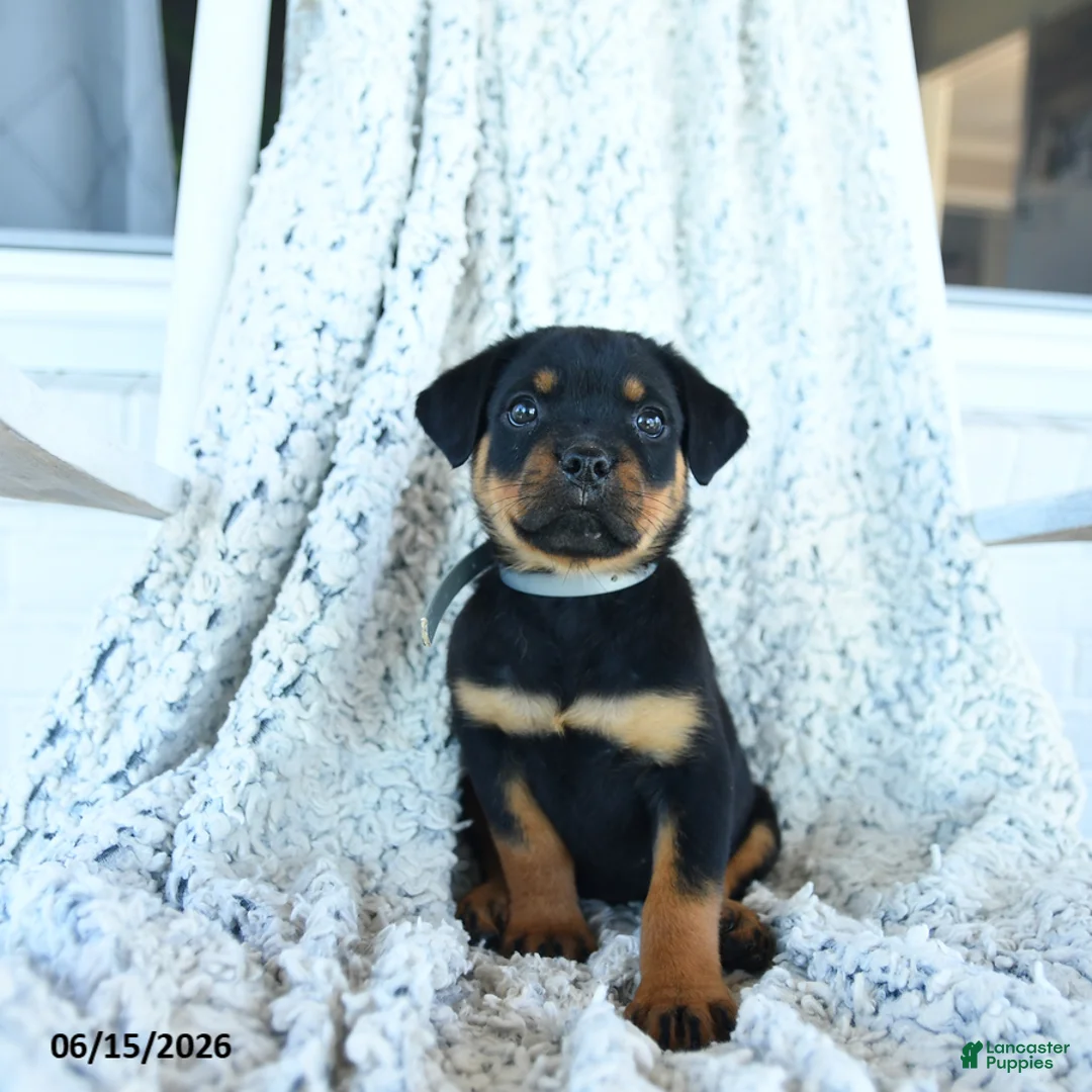 Rottweiler dogs for sale: Ruby - Ad 2