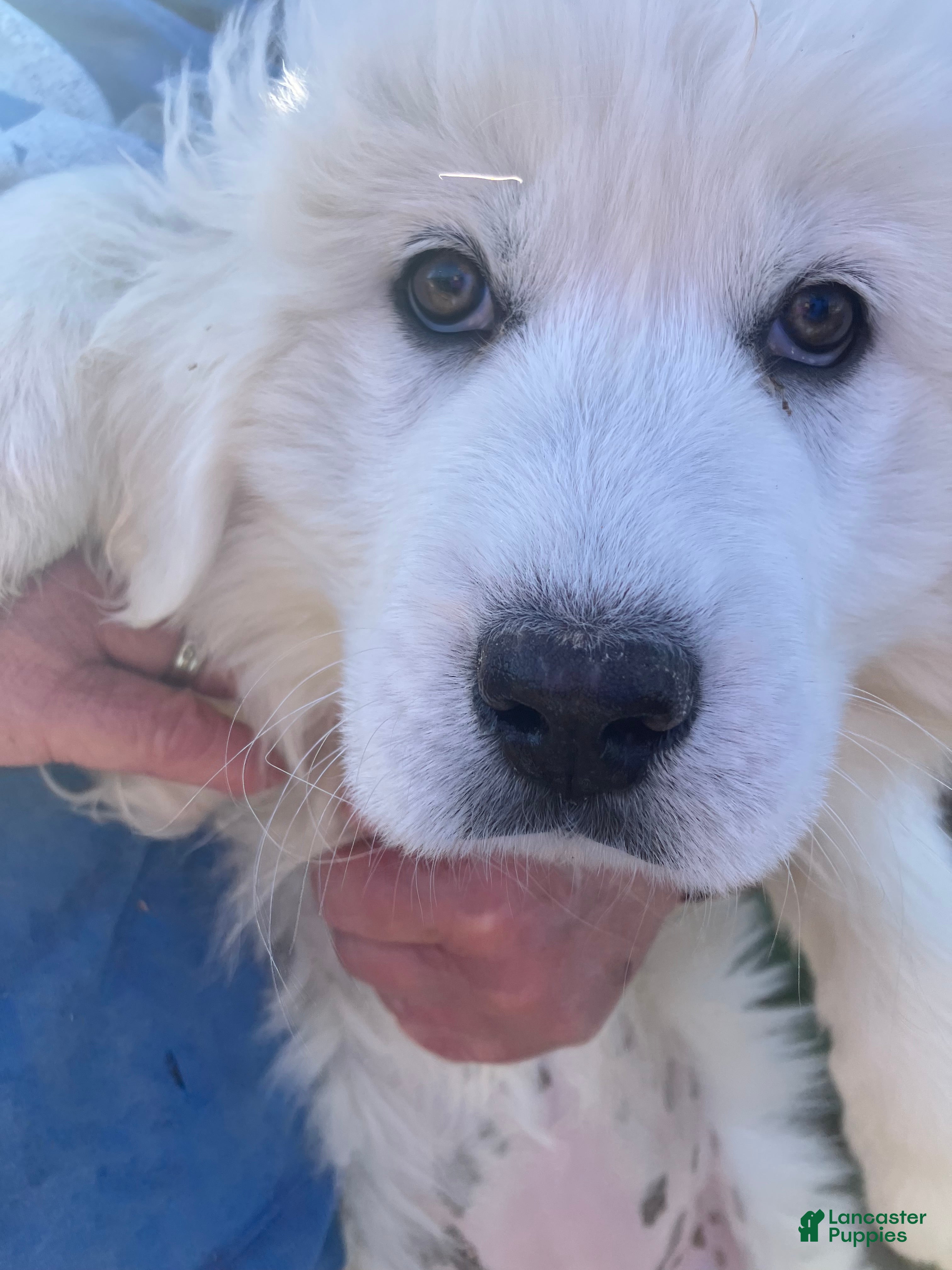 Great Pyrenees dogs Great Pyrenees Puppy 2 - Ad 2
