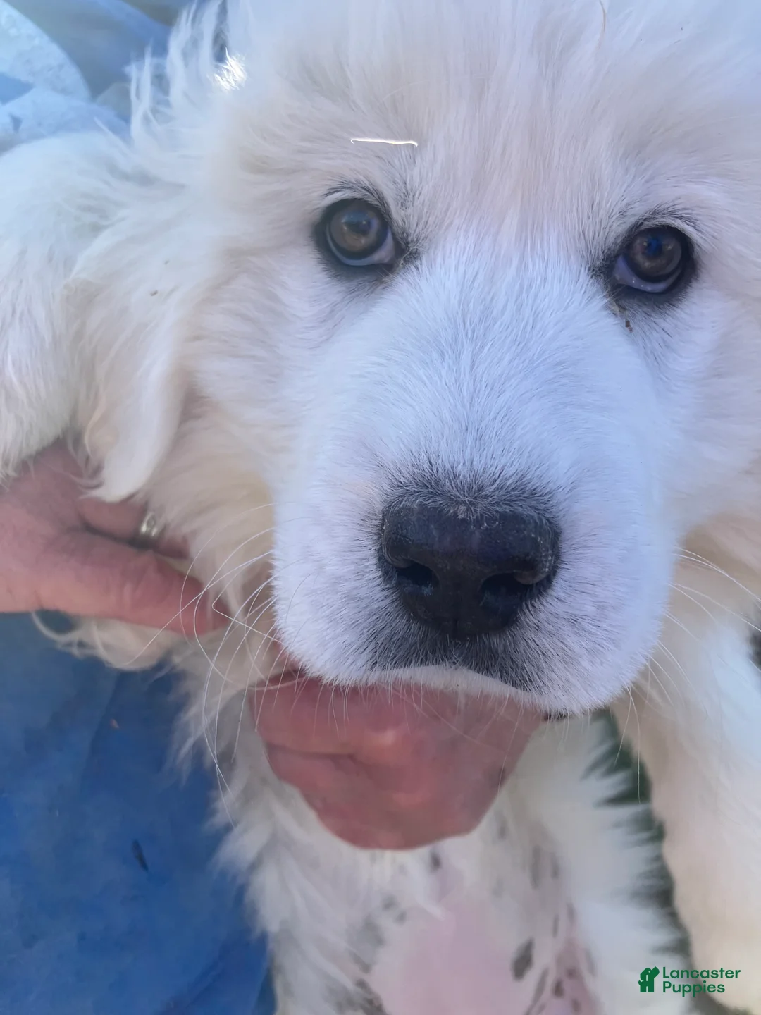 Great Pyrenees dogs for sale: Great Pyrenees Puppy 2 - Ad 1