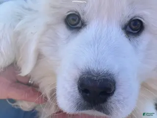 Great Pyrenees dogs Great Pyrenees Puppy 2 - Ad 2