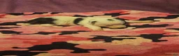 Chihuahua dogs for sale: Billie - Ad 13