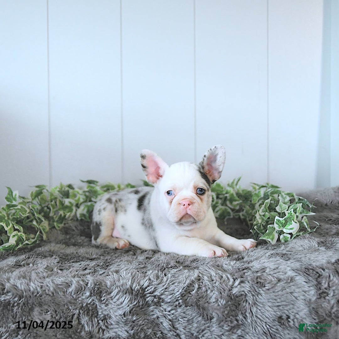 Frug dogs for sale: Max - Ad 4