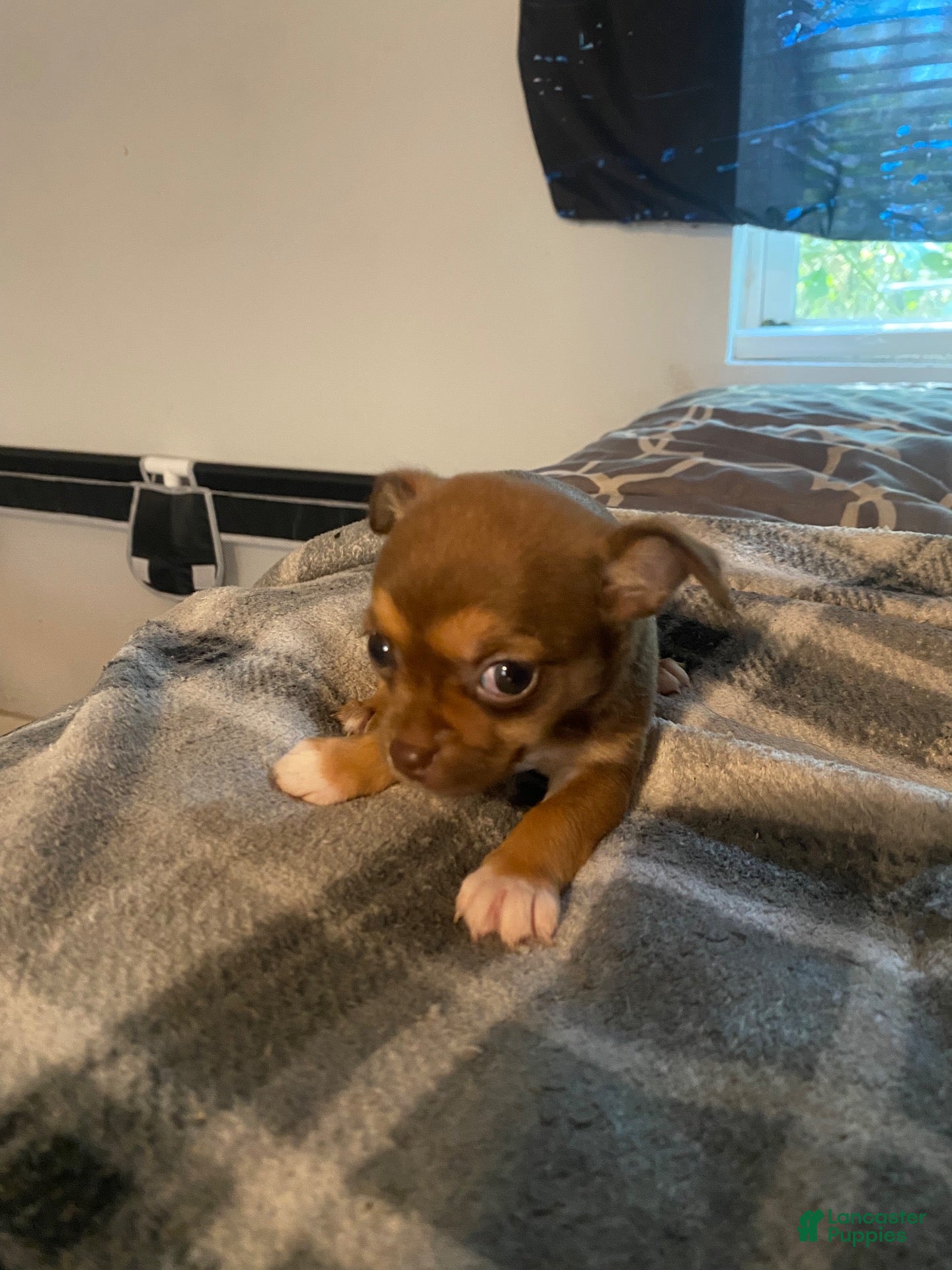 Chihuahua dogs for sale: Chihuahua 2 - Ad 3