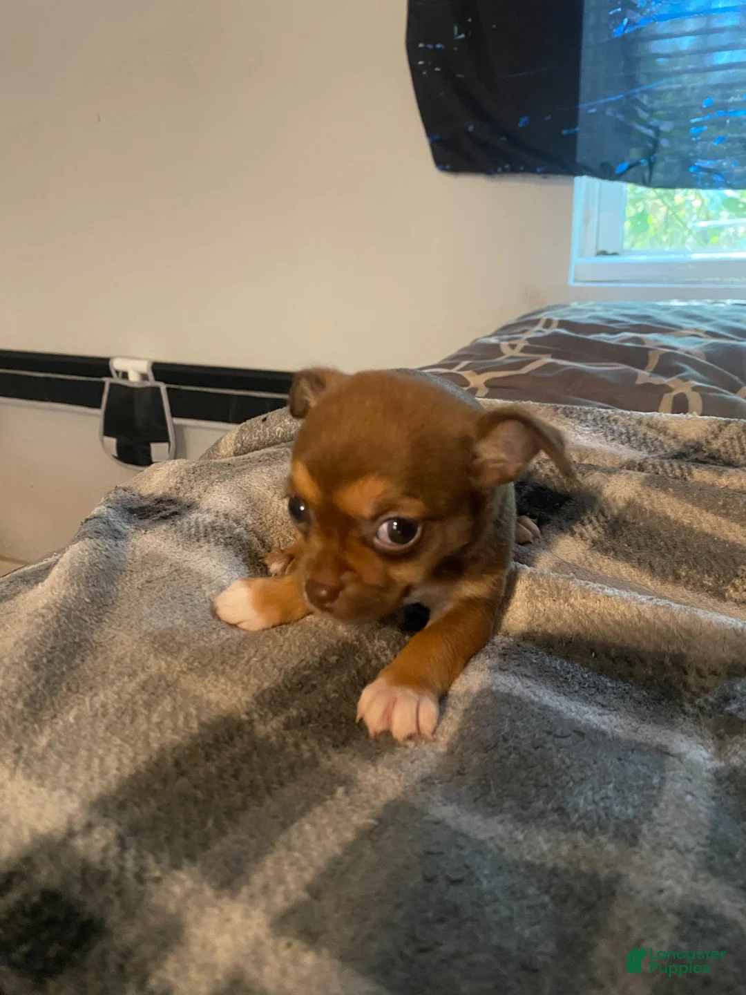 Chihuahua dogs for sale: Chihuahua 2 - Ad 1