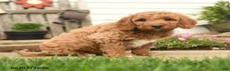 Goldendoodle dogs for sale: Rochelle - Ad 5