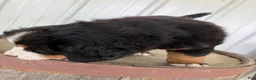 Bernese Mountain Dog dogs for sale: Pink collar- Sassy - Ad 3