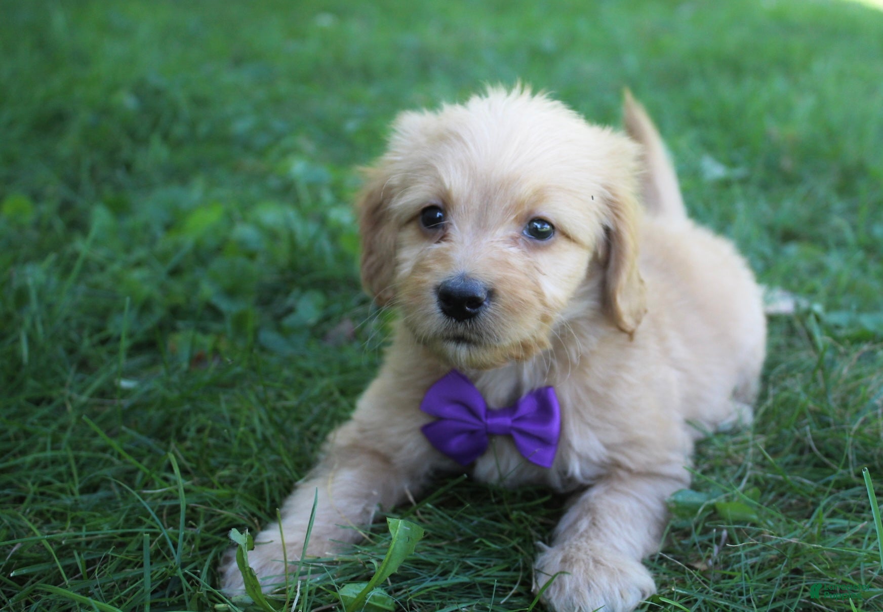 Mini Goldendoodle dogs Duke 💎 - Ad 2