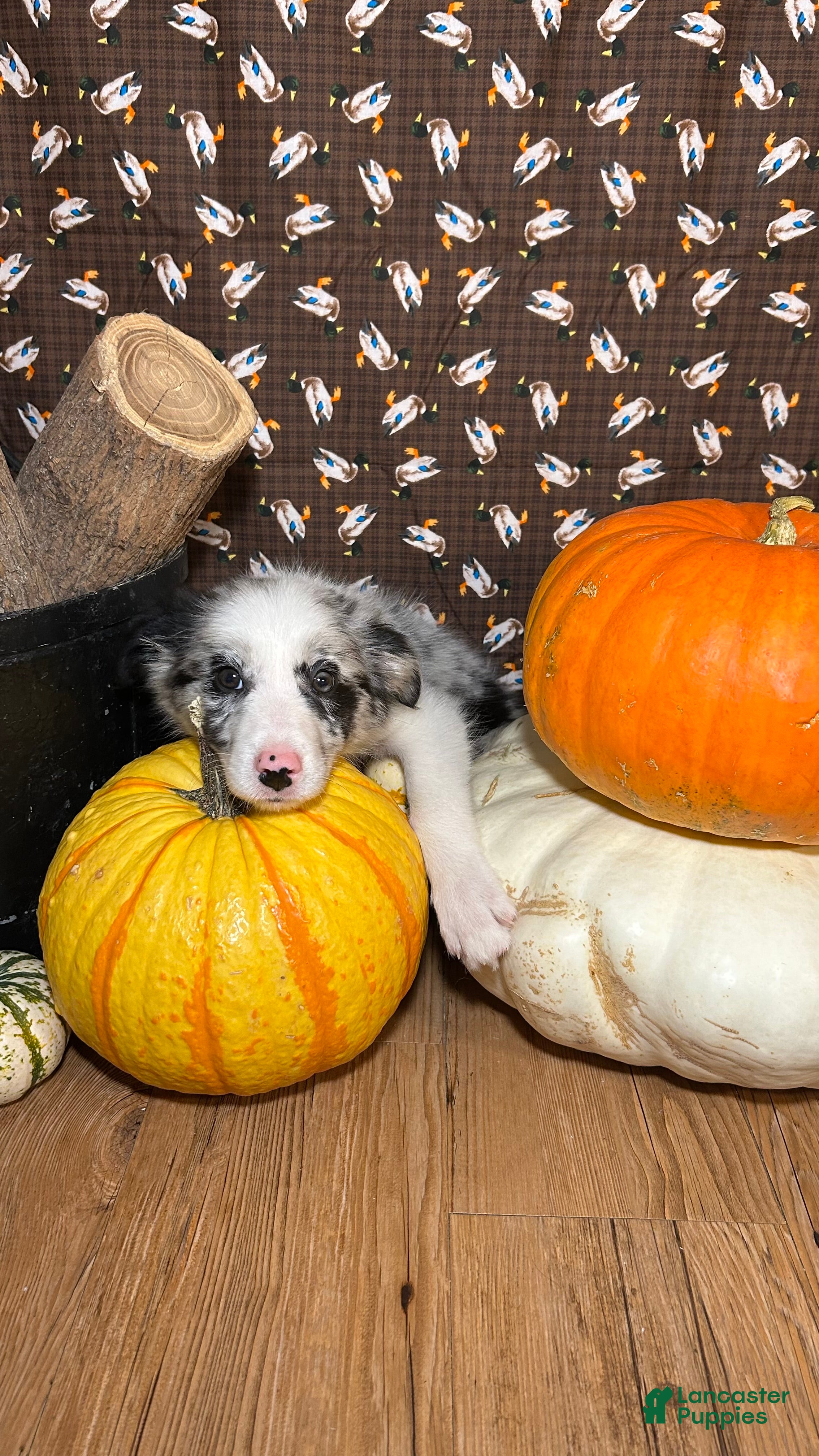 Border Collie dogs for sale: Bill Gaither - Ad 2