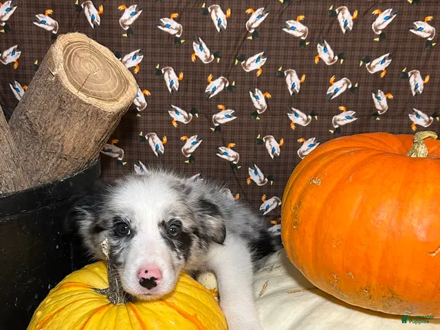 Border Collie dogs for sale: Bill Gaither - Ad 2
