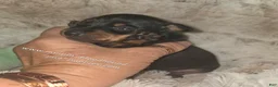 Miniature Pinscher dogs for sale: Mona black and rust  - Ad 15