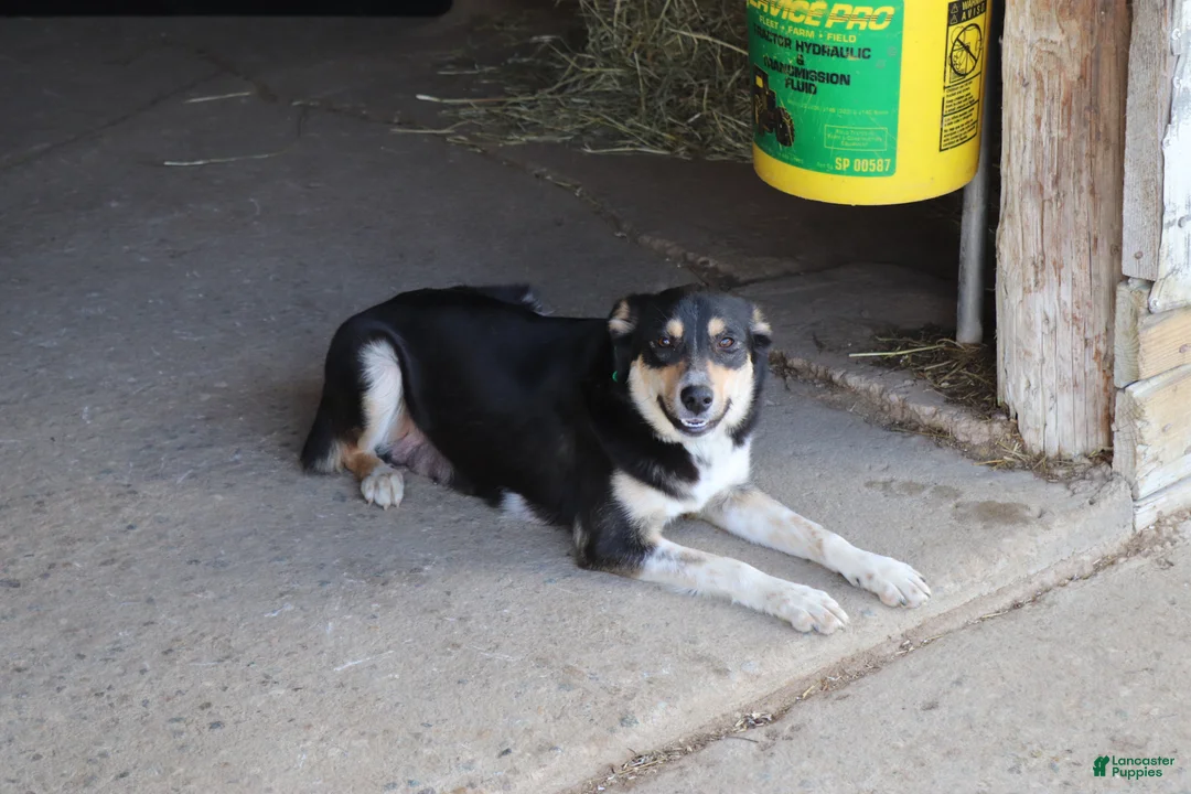 Mixed Breed dogs for sale: Taffy - Ad 2