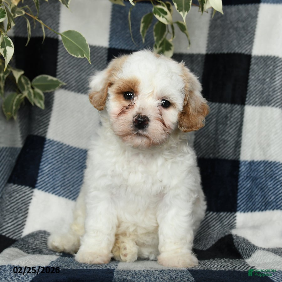 Mixed Breed dogs Daisy - Ad 1