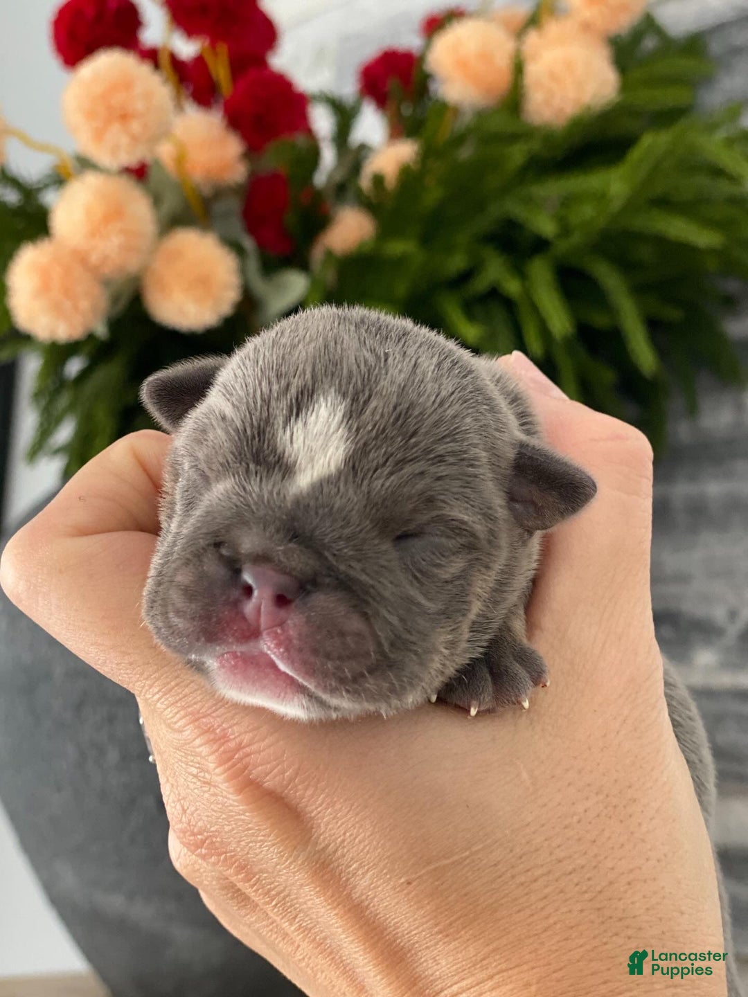 English Bulldog dogs for sale: Elliot - Ad 4