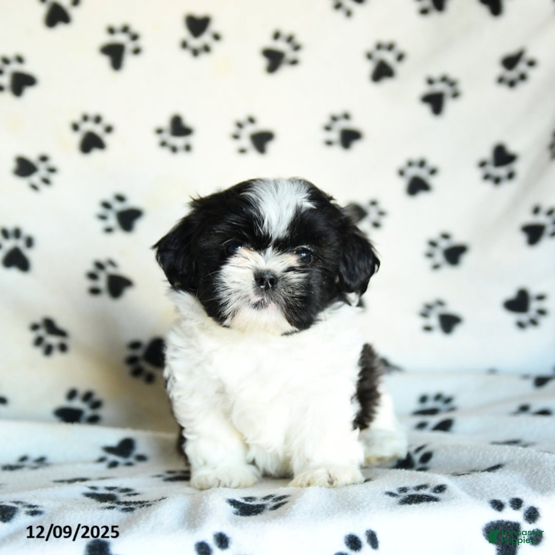Shih Tzu dogs for sale: Nugget - Ad 4